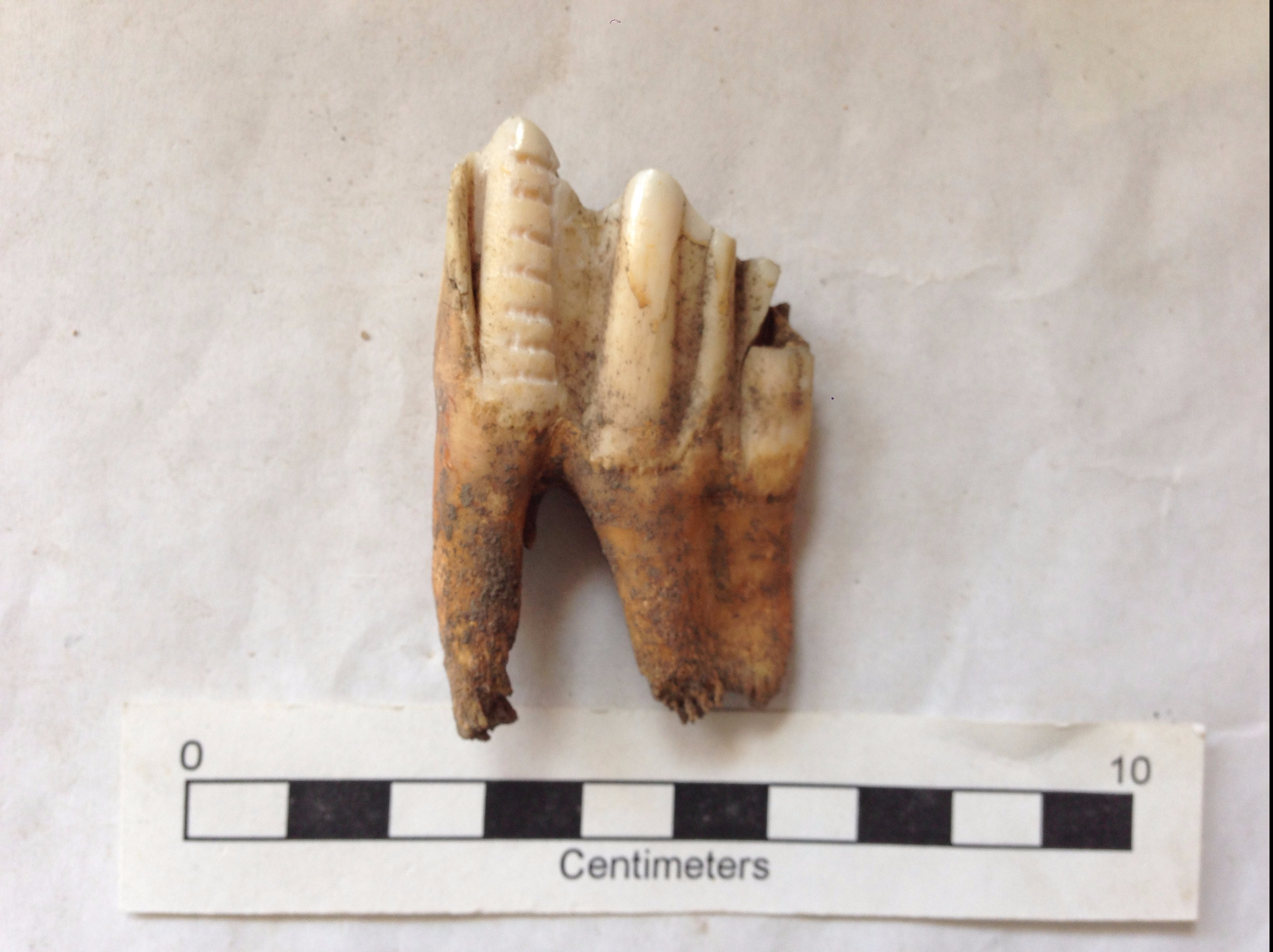 Cow tooth sampled for tooth enamel